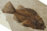 Detailed Fossil Fish (Priscacara serrata) - Wyoming #370855-1